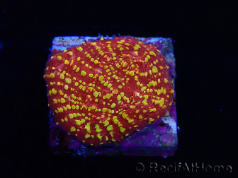 WYSIWYG - RAH Salamander Chalice 23E6