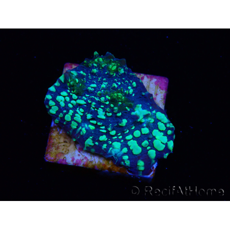 WYSIWYG - RAH Lizard Skin Chalice 23E9