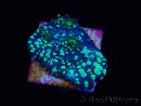 WYSIWYG - RAH Lizard Skin Chalice 23E9