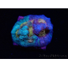WYSIWYG - RAH Mycedium Paint bleed 23F1