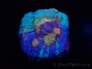 WYSIWYG - RAH Mycedium Paint bleed 23F2