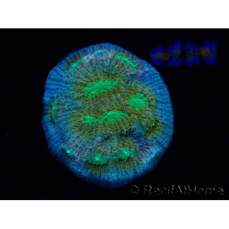 WYSIWYG - RAH Mycedium robokaki Lily's 23G3