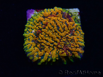 WYSIWYG - CC Cloudberry Chalice 23F7