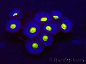WYSIWYG - WWC Zoanthus AOI 30D10