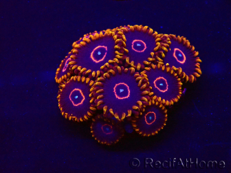 WYSIWYG - Zoanthus Red Hornet 30E5