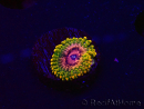 WYSIWYG - Zoanthus Grand Master Krakatoa 30N10