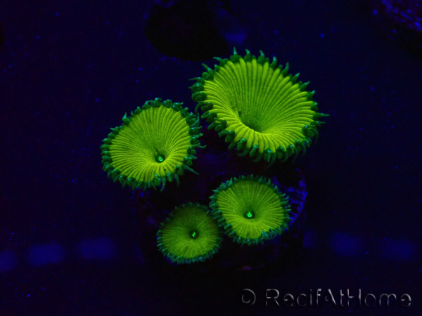WYSIWYG - RAH Protopalythoa Banana
