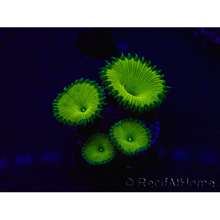 WYSIWYG - RAH Protopalythoa Banana