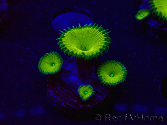 WYSIWYG - RAH Protopalythoa Banana