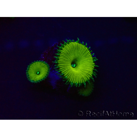 WYSIWYG - RAH Protopalythoa Banana
