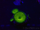 WYSIWYG - RAH Protopalythoa Banana