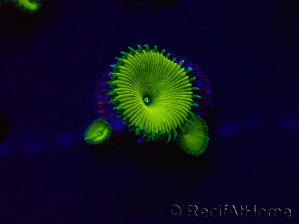 WYSIWYG - RAH Protopalythoa Banana