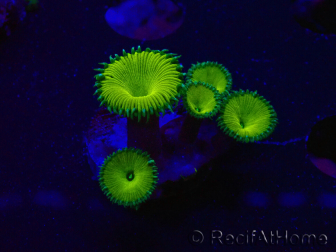WYSIWYG - RAH Protopalythoa Banana