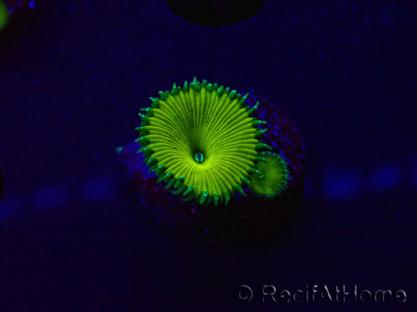 WYSIWYG - RAH Protopalythoa Banana 30P11