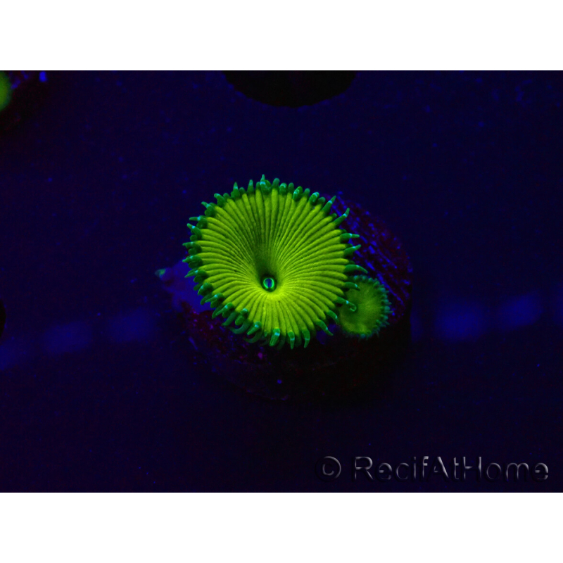 WYSIWYG - RAH Protopalythoa Banana