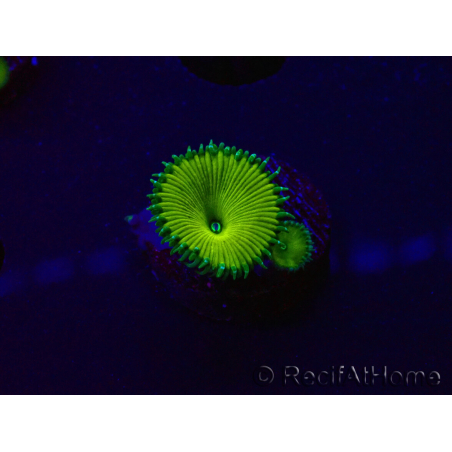 WYSIWYG - RAH Protopalythoa Banana