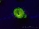 WYSIWYG - RAH Protopalythoa Banana