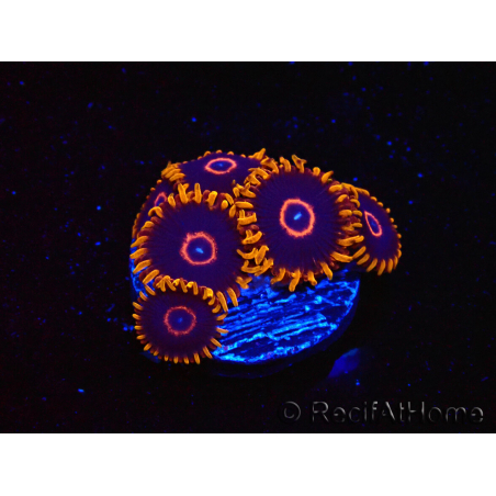 WYSIWYG - Zoanthus Red Hornet 40A7