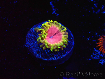 WYSIWYG - Zoanthus Fake Lime Chili 40D4