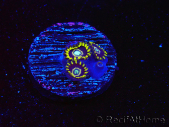 WYSIWYG - Zoanthus OG Blue Hornet 40D10