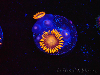WYSIWYG - Zoanthus Orange Oxyde