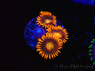 WYSIWYG - Zoanthus Orange Oxyde 40E2