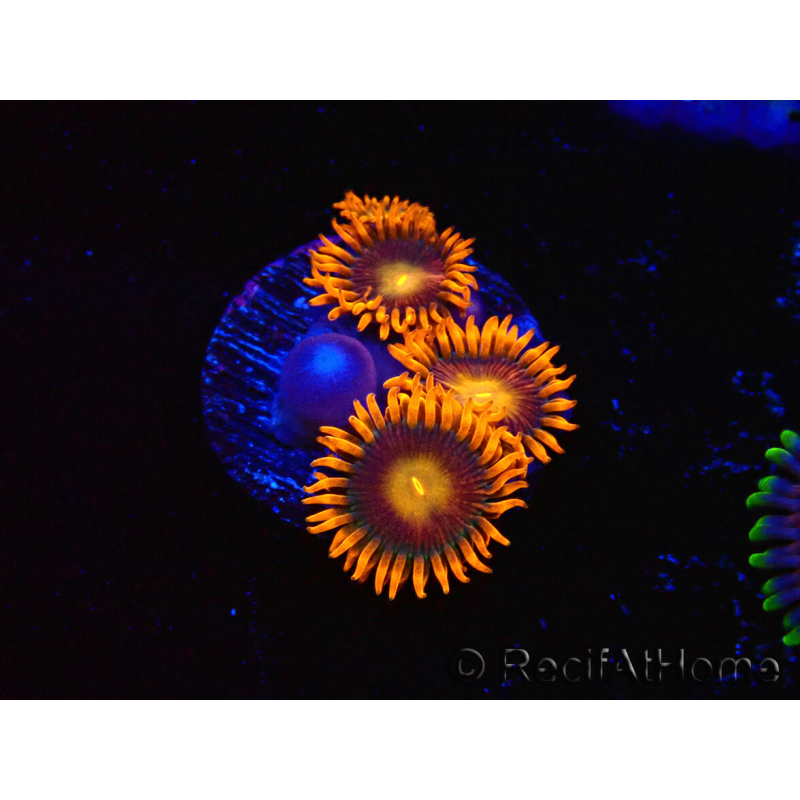 WYSIWYG - Zoanthus Orange Oxyde