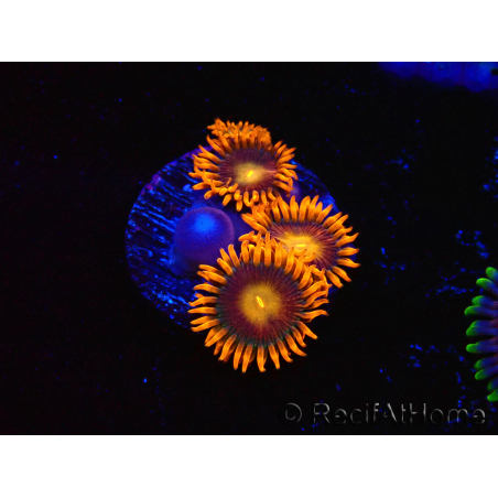 WYSIWYG - Zoanthus Orange Oxyde