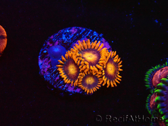 WYSIWYG - Zoanthus Orange Oxyde