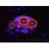 WYSIWYG - Zoanthus Alpha and Omega 40E8