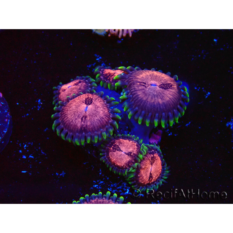 WYSIWYG - Zoanthus Space Monster 40F9