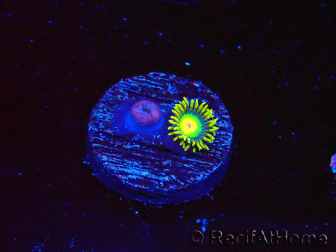WYSIWYG - Zoanthus Rasta 40H8