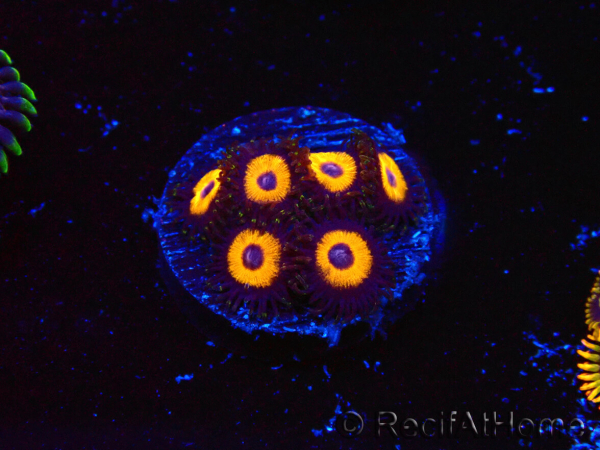 WYSIWYG - Zoanthus Johnny's Pumpkin Seed