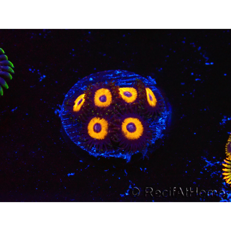 WYSIWYG - Zoanthus Johnny's Pumpkin Seed