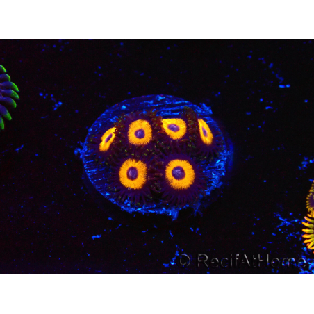 WYSIWYG - Zoanthus Johnny's Pumpkin Seed