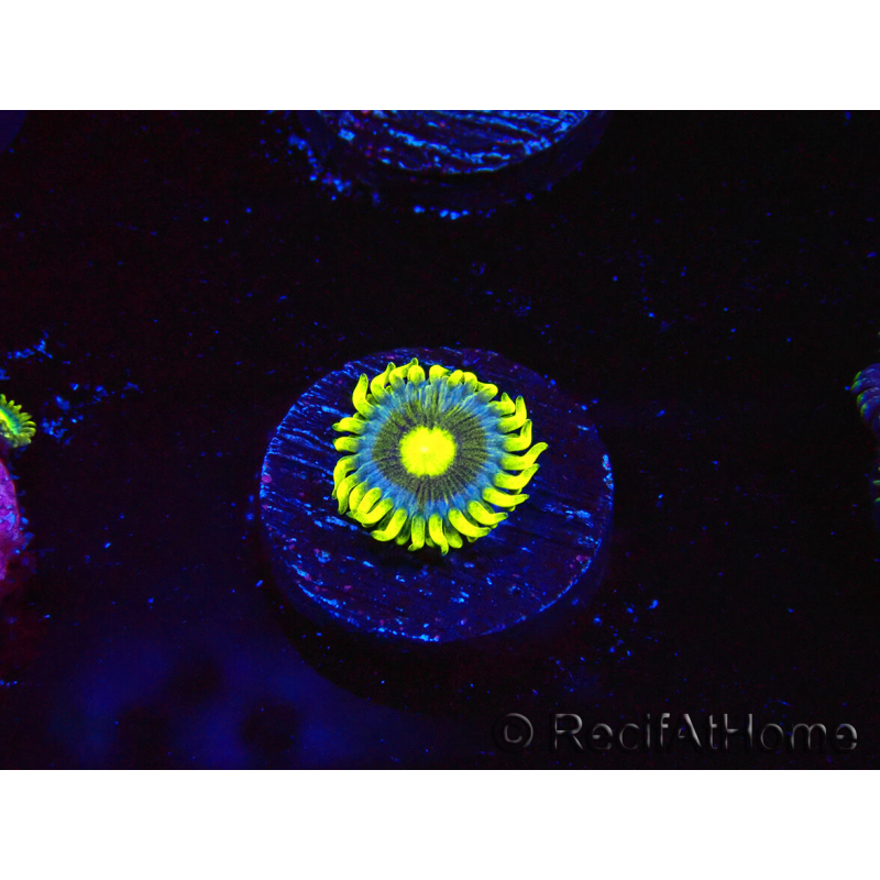 WYSIWYG - Zoanthus Corona 40J2