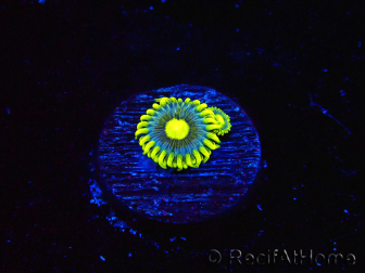 WYSIWYG - Zoanthus Corona 40J5
