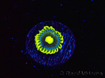 WYSIWYG - Zoanthus Corona 40J6
