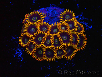 WYSIWYG - Zoanthus Rainbow Hornet 40K9