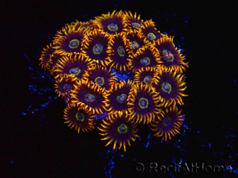 WYSIWYG - Zoanthus Rainbow Hornet