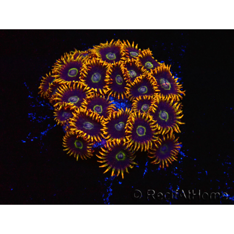 WYSIWYG - Zoanthus Rainbow Hornet 40K10