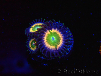 WYSIWYG - Zoanthus Tinkerbells 40L2