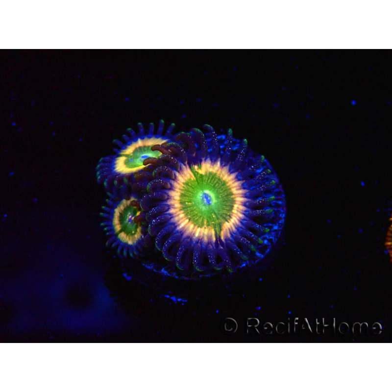 WYSIWYG - Zoanthus Tinkerbells 40L2