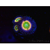WYSIWYG - Zoanthus Tinkerbells 40L2