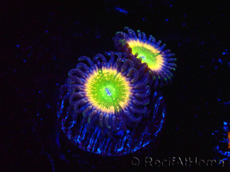 WYSIWYG - Zoanthus Tinkerbells