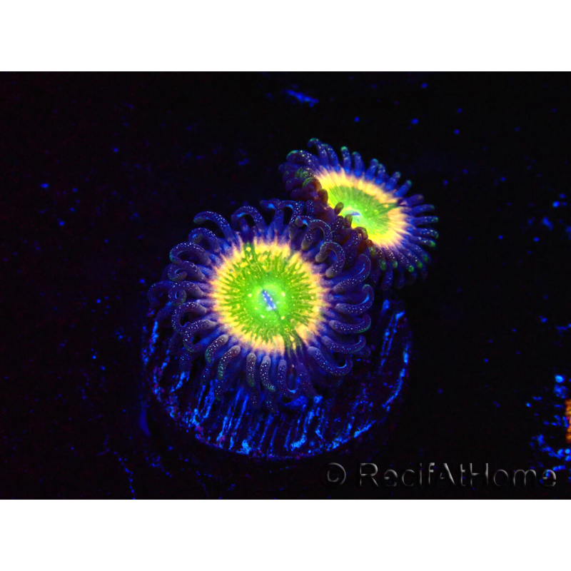 WYSIWYG - Zoanthus Tinkerbells 40L3