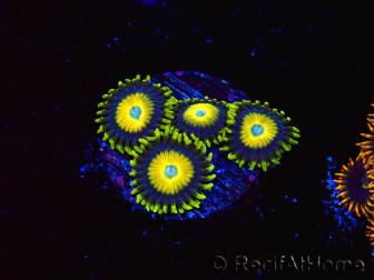 WYSIWYG Zoanthus Scrambled Eggs