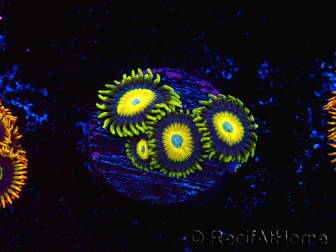 WYSIWYG Zoanthus Scrambled Eggs