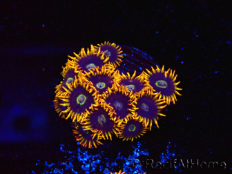 WYSIWYG - Zoanthus Rainbow Hornet 40M1