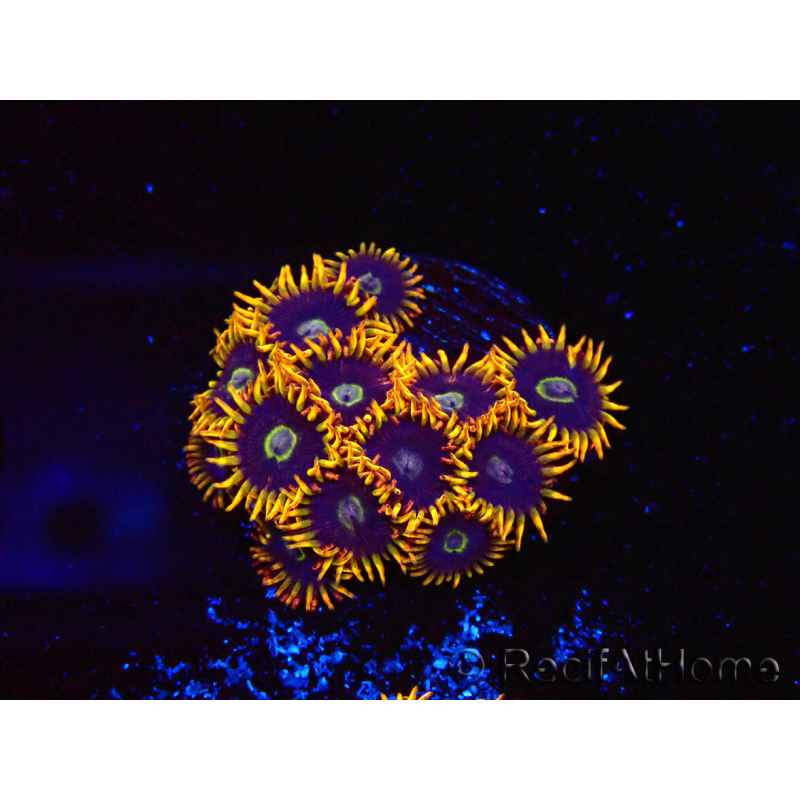 WYSIWYG - Zoanthus Rainbow Hornet 40M1